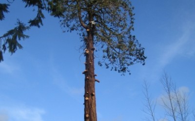 Dismantling large 120ft Redwood in Ashburton