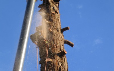 Dismantling large 120ft Redwood in Ashburton