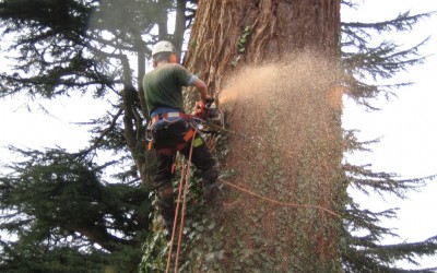Dismantling large 120ft Redwood in Ashburton