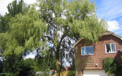Tree Felling in close proximity to house, Ottery St Mary