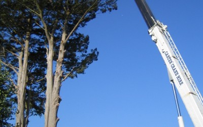 Removing Monterey Cypress tree, Axminster