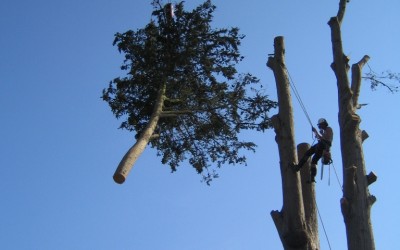 Tree Surgery, Axminster