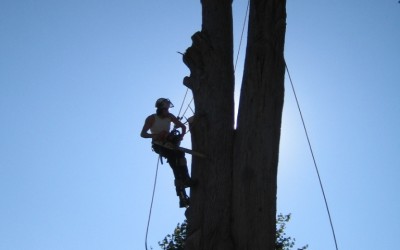 Tree Felling, Axminster