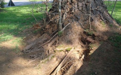 Air Spade Root Investigation