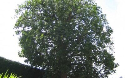 Oak tree pruning: After – Exeter