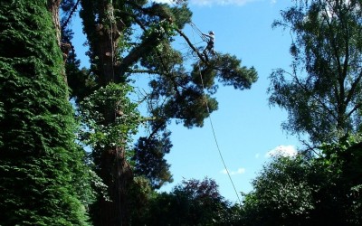 Large Monterey Pines tree removal – West Hill