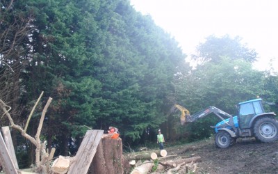 Site Clearance: Removal of 56 Leyland Cypress trees in Tiverton
