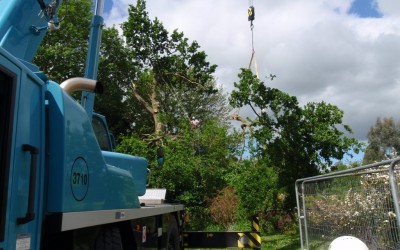 Using crane to remove sections of large oak tree with nesting bees