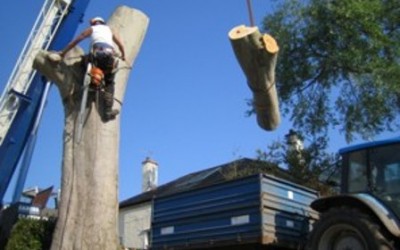 Careful and safe tree removal due to below ground services
