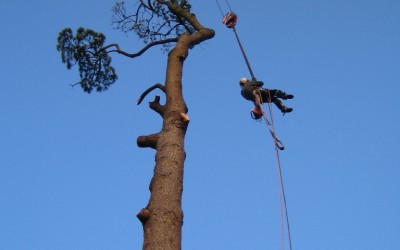 Dangerous tree removal – Killerton House, Devon