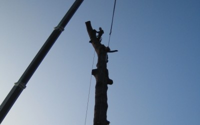 Dangerous tree removal – Killerton House, Devon
