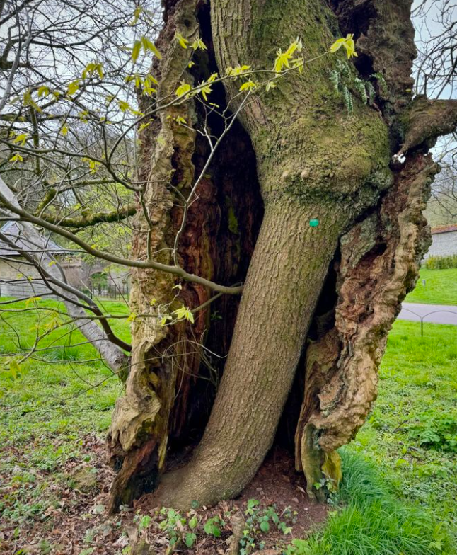 Aerial Root at Stourhead