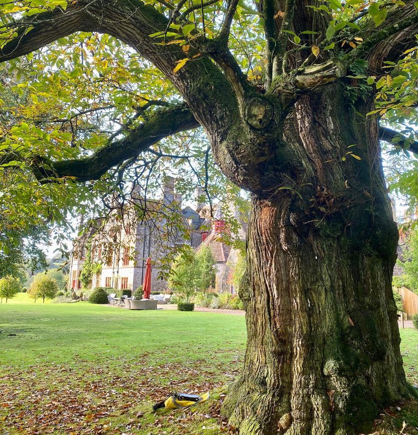 Sweet Chestnut tree on a private estate