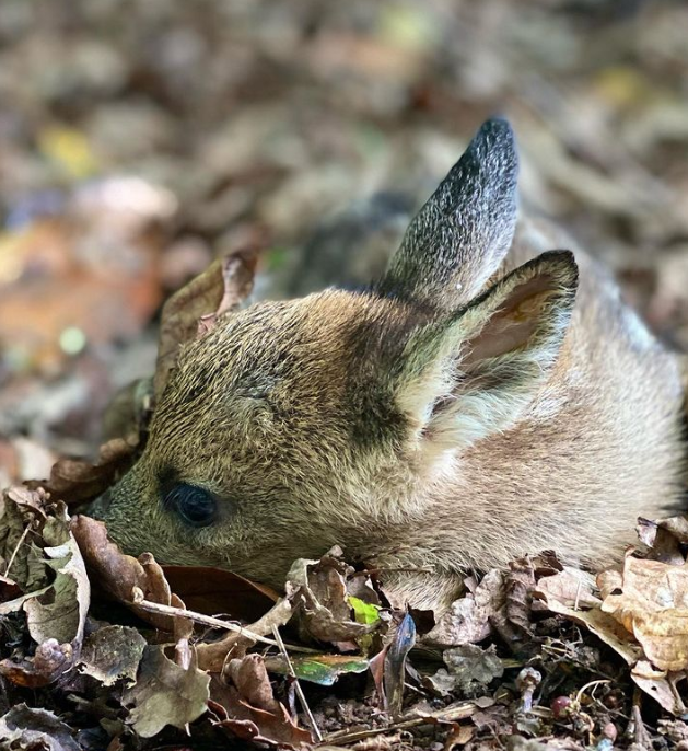 Coombe Farm Woodland Trust Tree Survey