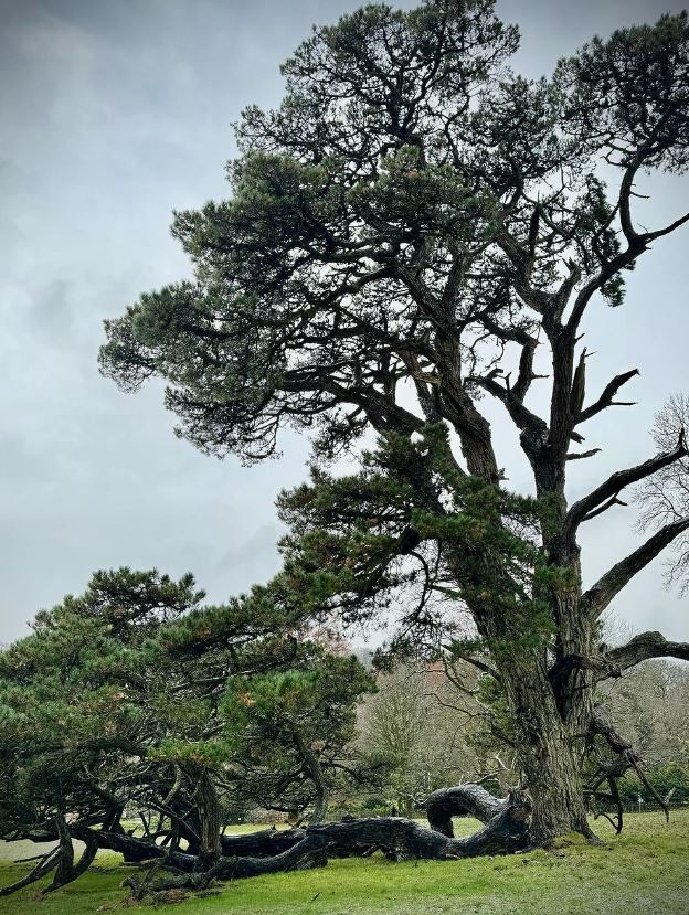 Monterey Pine Layering - Lanhydrock