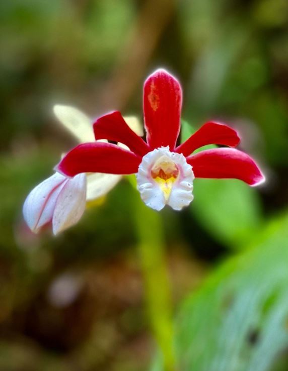 Orchid on Mount Kinabalu