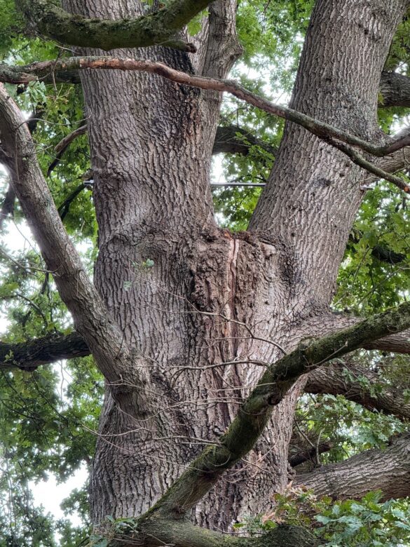 Tree Rod Rod Bracing an old Oak tree - Devon Tree Consultant | Tree Inspections ...