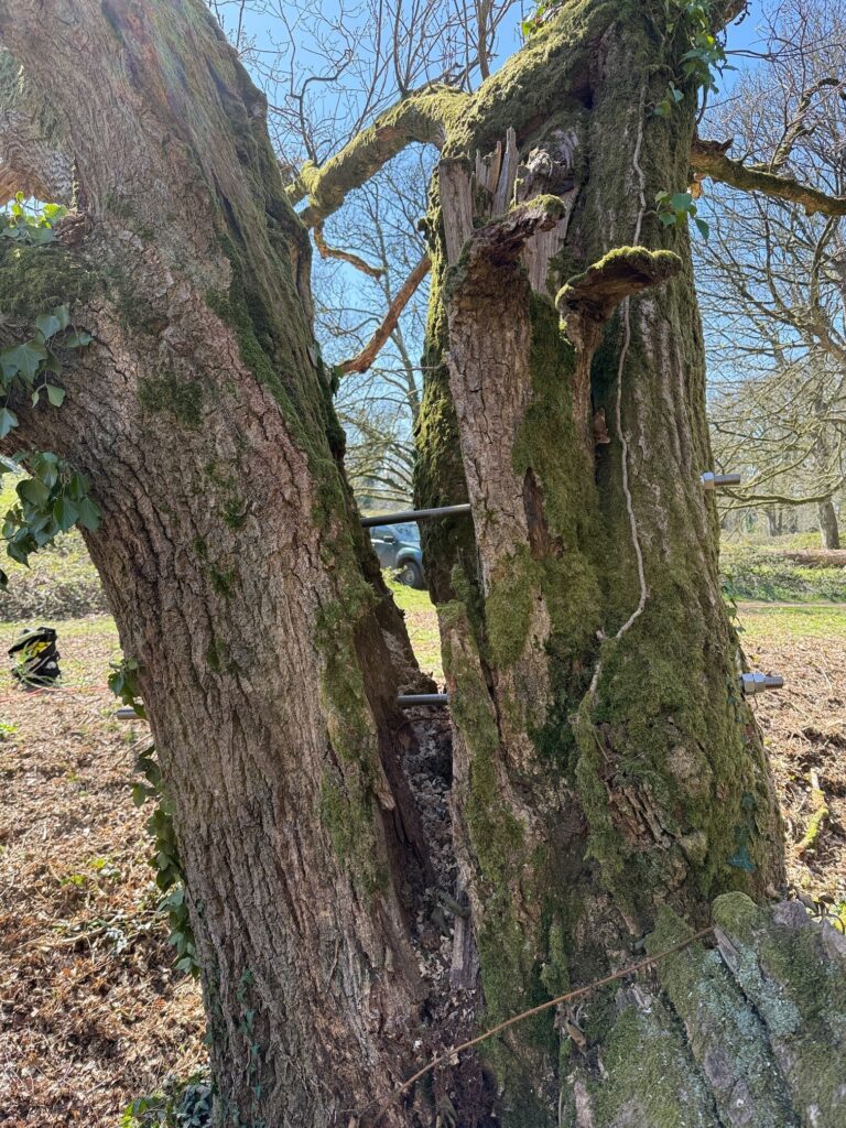 Tree Support Systems - Cable Bracing, Rod Bracing and Tree Props ...