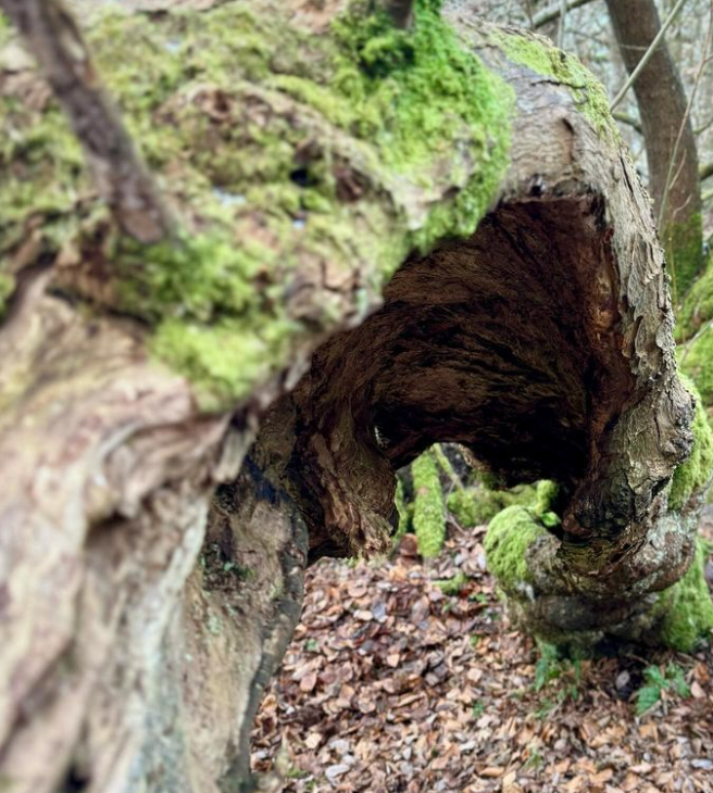 Veteran Tree Surveying