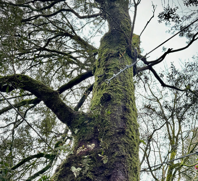 Cable Bracing in a tree
