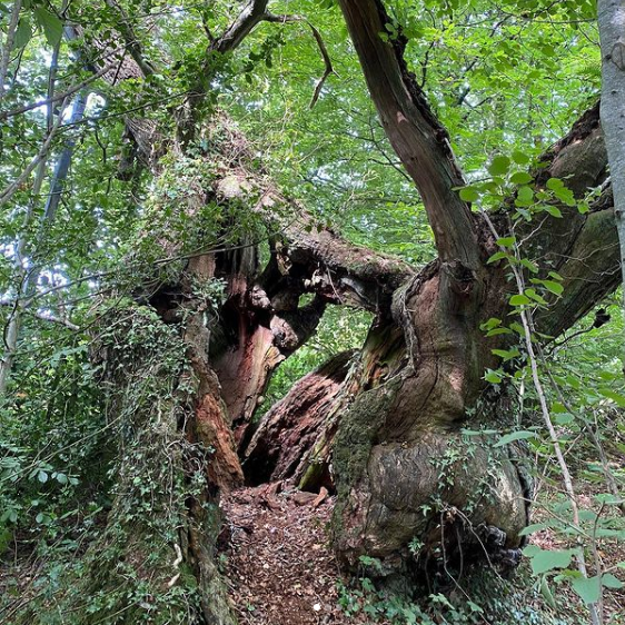 The Flitton Oak - Ancient Tree in Devon